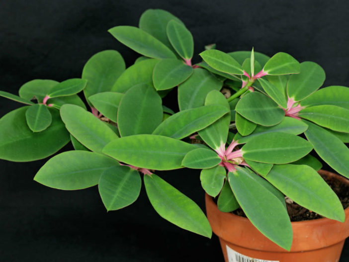 Euphorbia bongolavensis