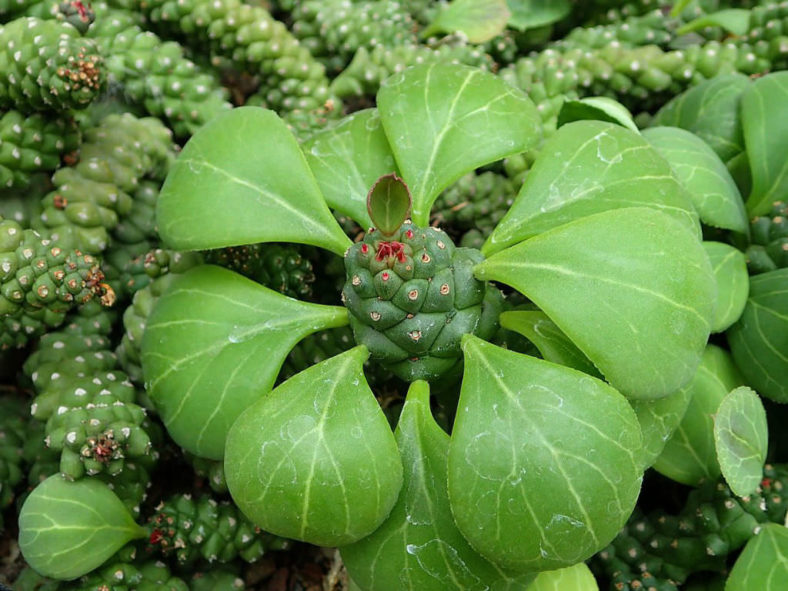 Euphorbia ritchiei