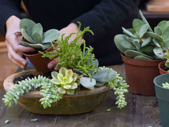 Browse Succulents by Scientific Name - World of Succulents