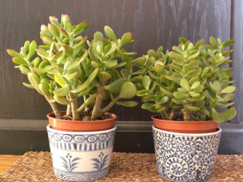 Most Common Indoor Cacti and Succulents (Crassula ovata)