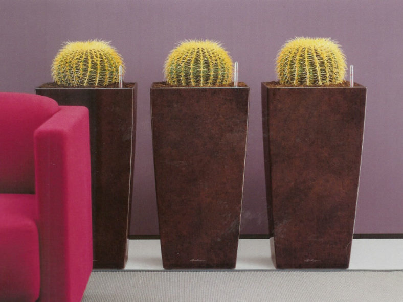 Most Common Indoor Cacti and Succulents (Echinocactus grusonii)