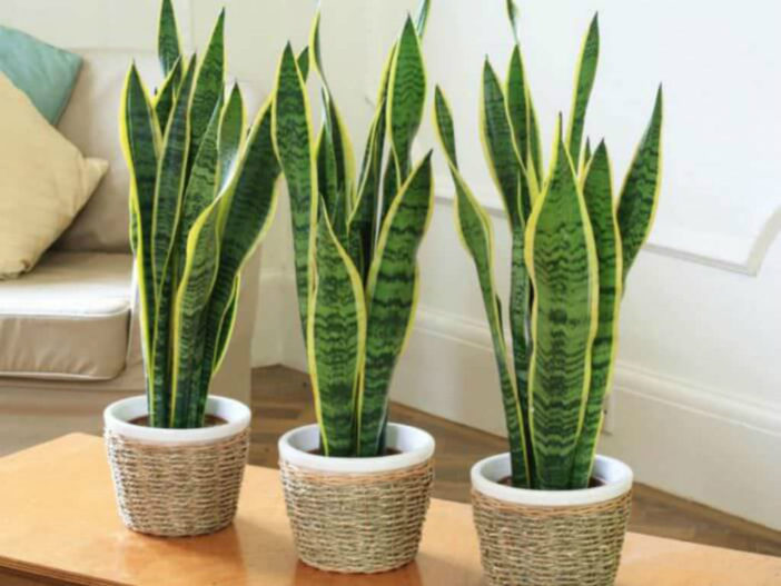 Cactus y Suculentas de interior más comunes (Sansevieria trifasciata)