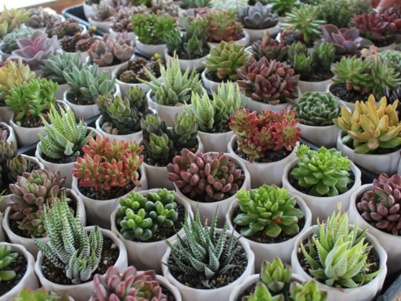 Reasons Your Succulents are Dying