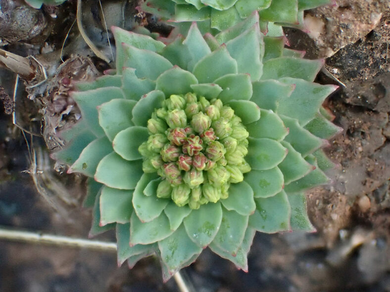 Flower buds of Rhodiola rosea, commonly known as Roseroot