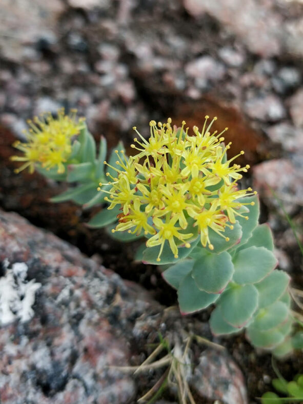 Flowers of Rhodiola rosea, commonly known as Roseroot