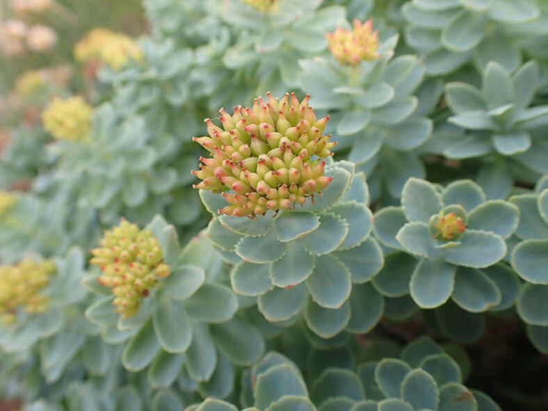 Fruits of Rhodiola rosea, commonly known as Roseroot