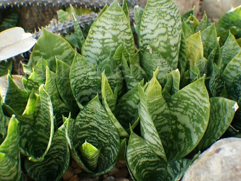 Sansevieria trifasciata 'Hahnii' - Bird's Nest Sansevieria