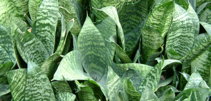 sansevieria black gold extreme Snake Plant 'Black Gold' – Greenland Garden Centre main image 0