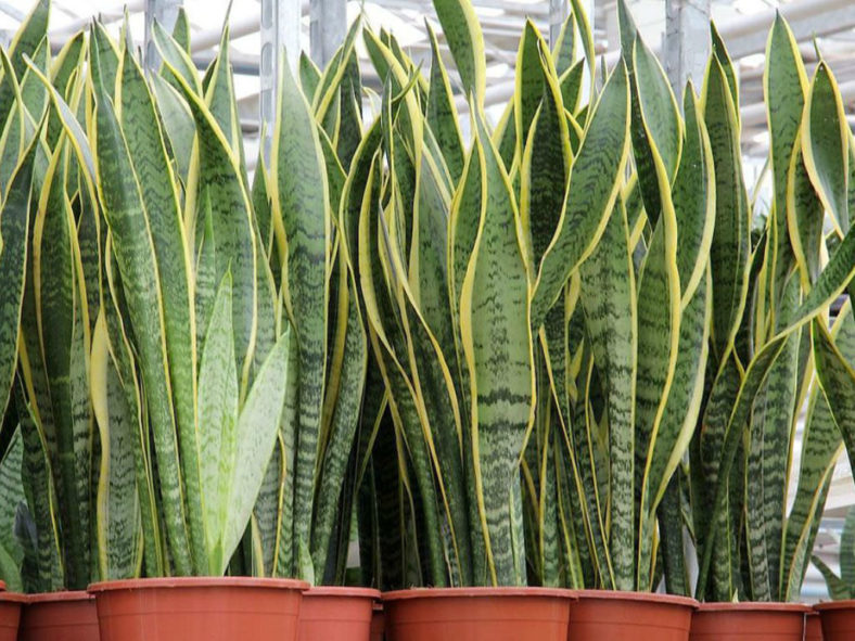 Sansevieria trifasciata 'Laurentii' - Striped Mother-in-law's Tongue