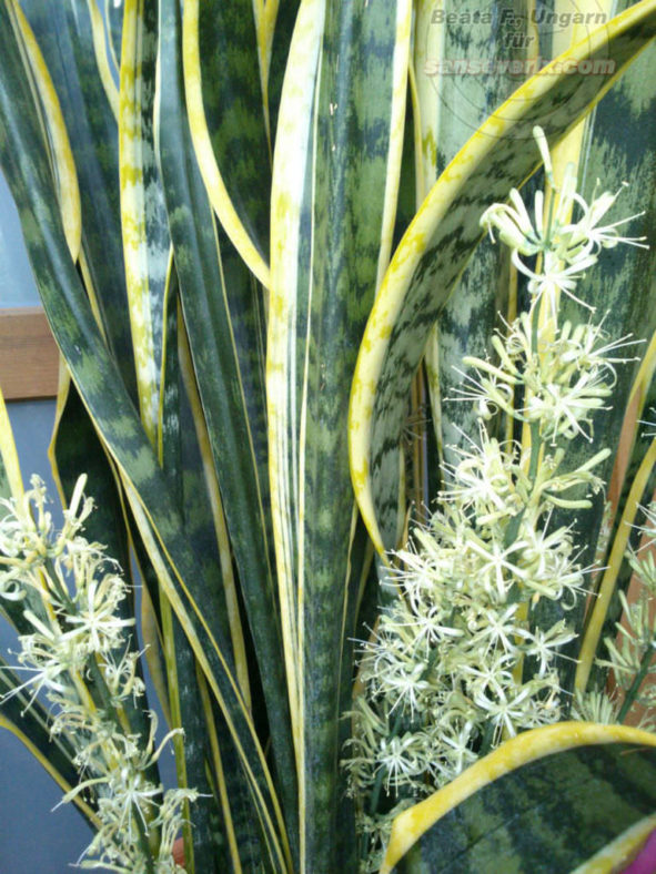 Sansevieria trifasciata 'Laurentii' - Striped Mother-in-law's Tongue