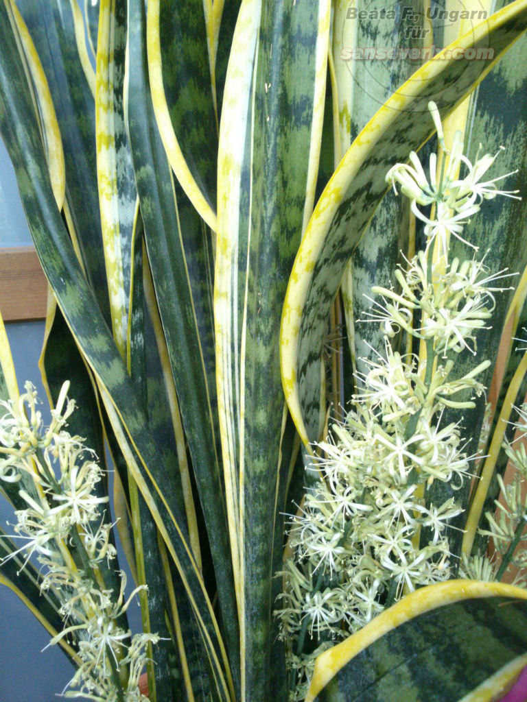 Sansevieria trifasciata Laurentii Striped Mother in laws Tongue2