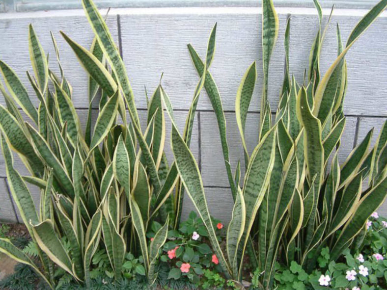 Sansevieria trifasciata 'Laurentii' - Striped Mother-in-law's Tongue