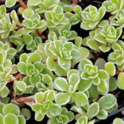 Sedum makinoi 'Variegatum' - World of Succulents