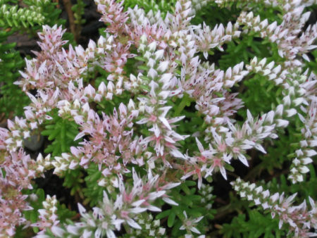 Sedum pulchellum (Widow's Cross) - World of Succulents