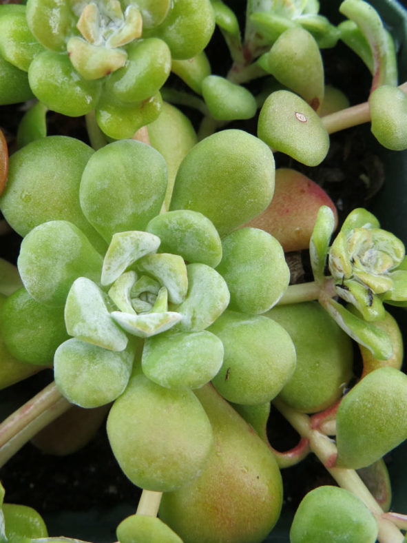Sedum spathulifolium (Broadleaf Stonecrop)