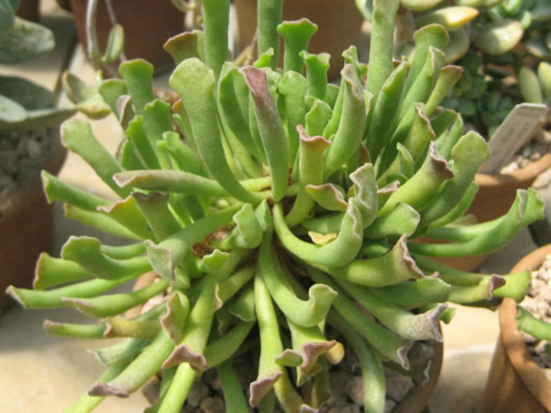 Adromischus cristatus var. clavifolius - Pretty Pebbles