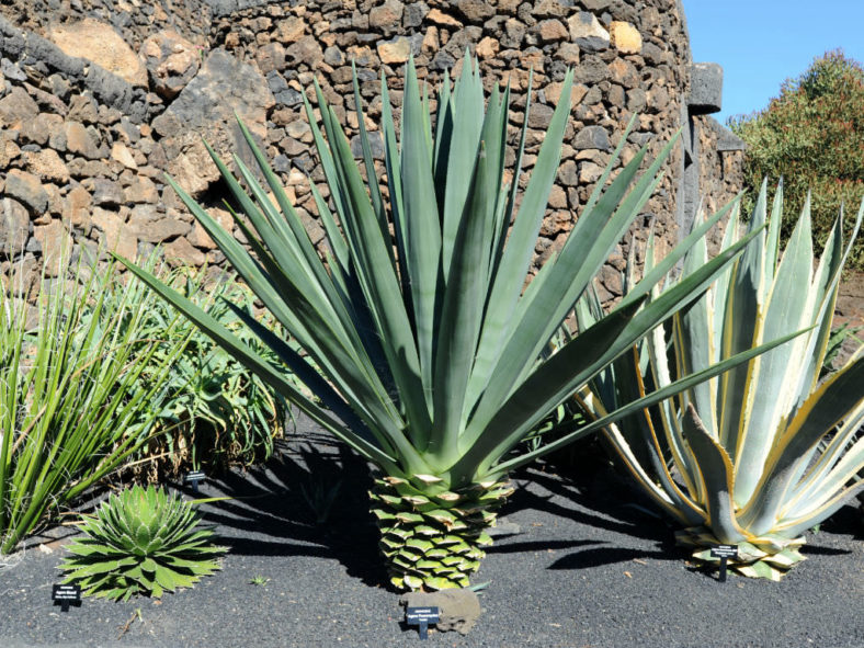 Agave fourcroydes - Henequen