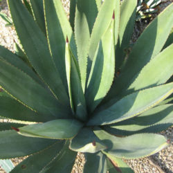 Agave Murpheyi (Hohokam Agave) - World Of Succulents