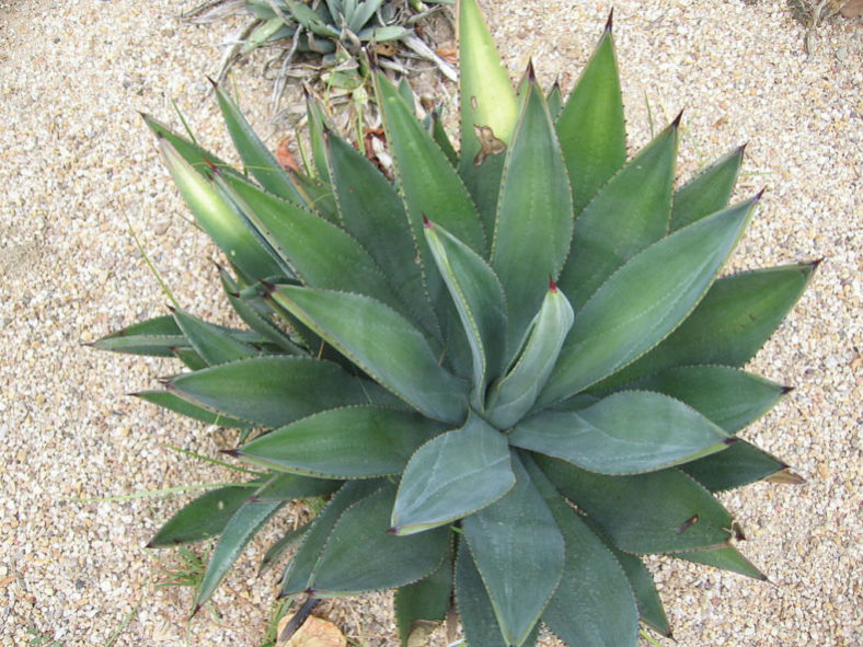 Agave murpheyi - Hohokam Agave