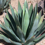 Agave Murpheyi (Hohokam Agave) - World Of Succulents