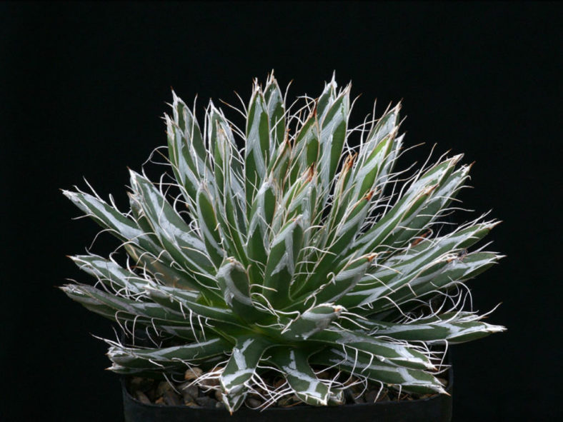 Agave parviflora - Smallflower Century Plant
