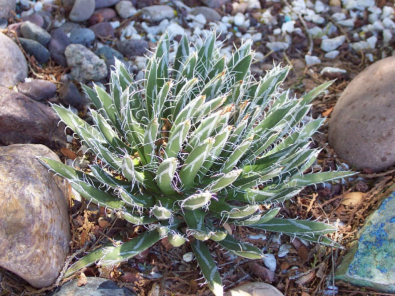 Agave parviflora - Smallflower Century Plant