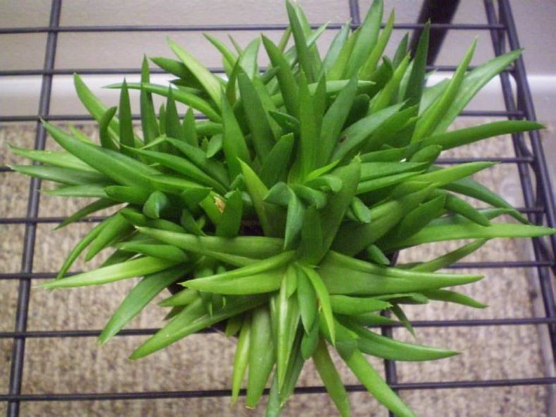 ×Alworthia 'Black Gem' aka Aloe 'Black Gem'