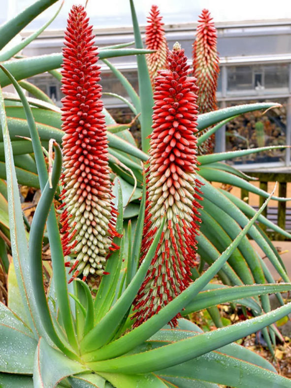 Aloe speciosa - Tilt-head Aloe