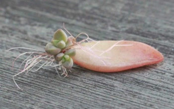 Propagation of Cacti and Succulents: Which Method for What Species? Cacti and Succulents Propagation Methods