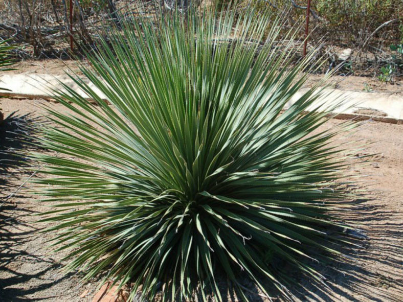 Dasylirion wheeleri - Desert Spoon