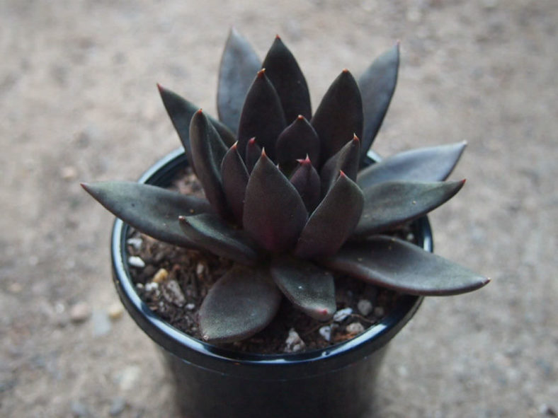 Echeveria 'Black Knight' aka Echeveria affinis 'Black Knight'