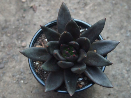 Echeveria 'Black Knight' - World of Succulents