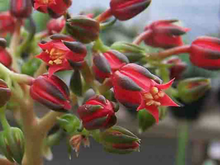 Echeveria 'Black Knight' - World of Succulents