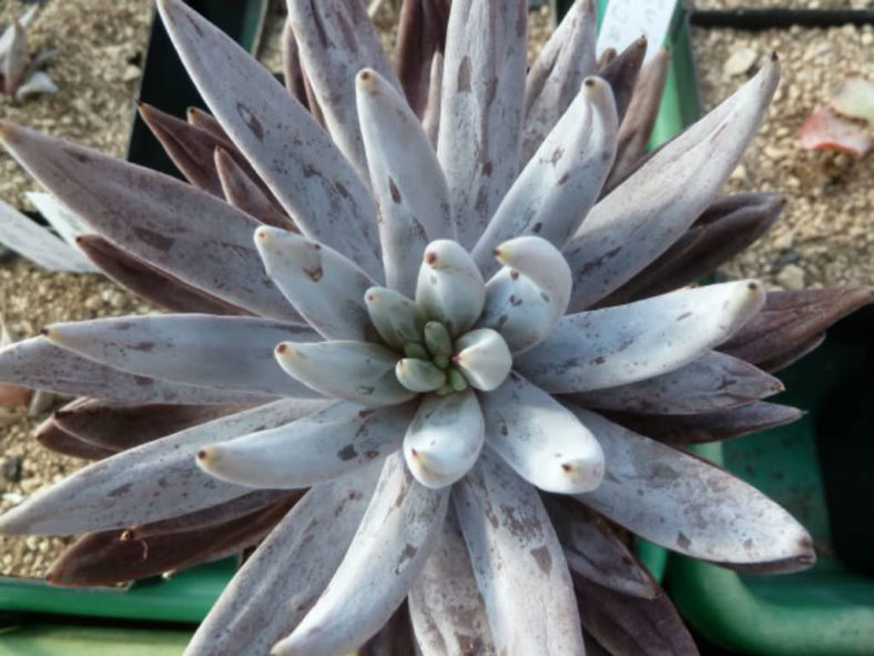 Echeveria unguiculata