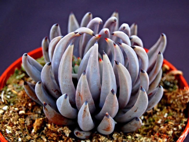 Echeveria unguiculata