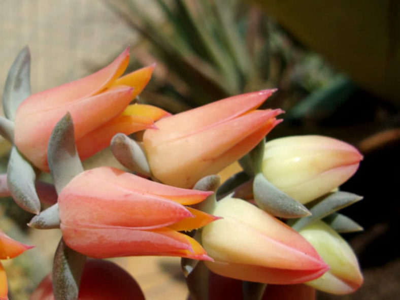 Echeveria unguiculata