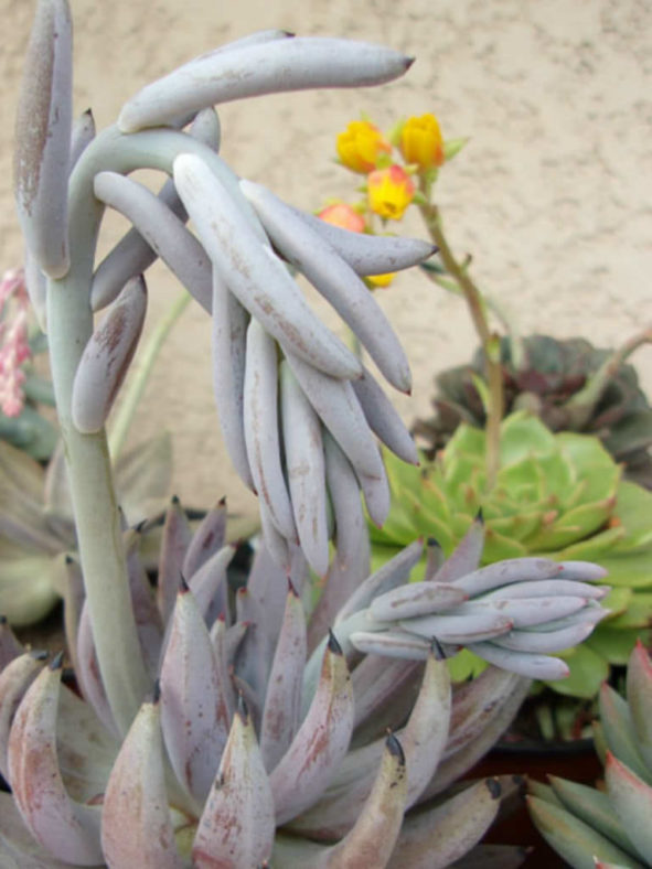 Echeveria unguiculata