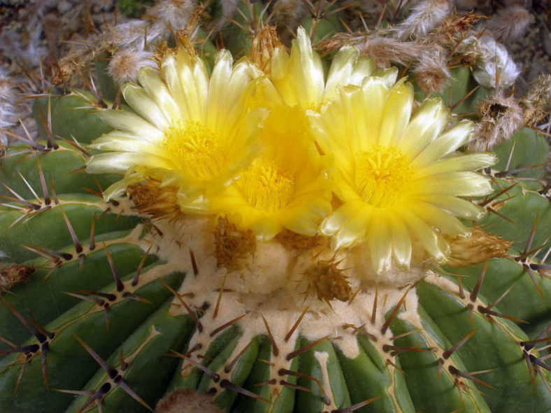 Echinocactus platyacanthus (Giant Barrel Cactus)