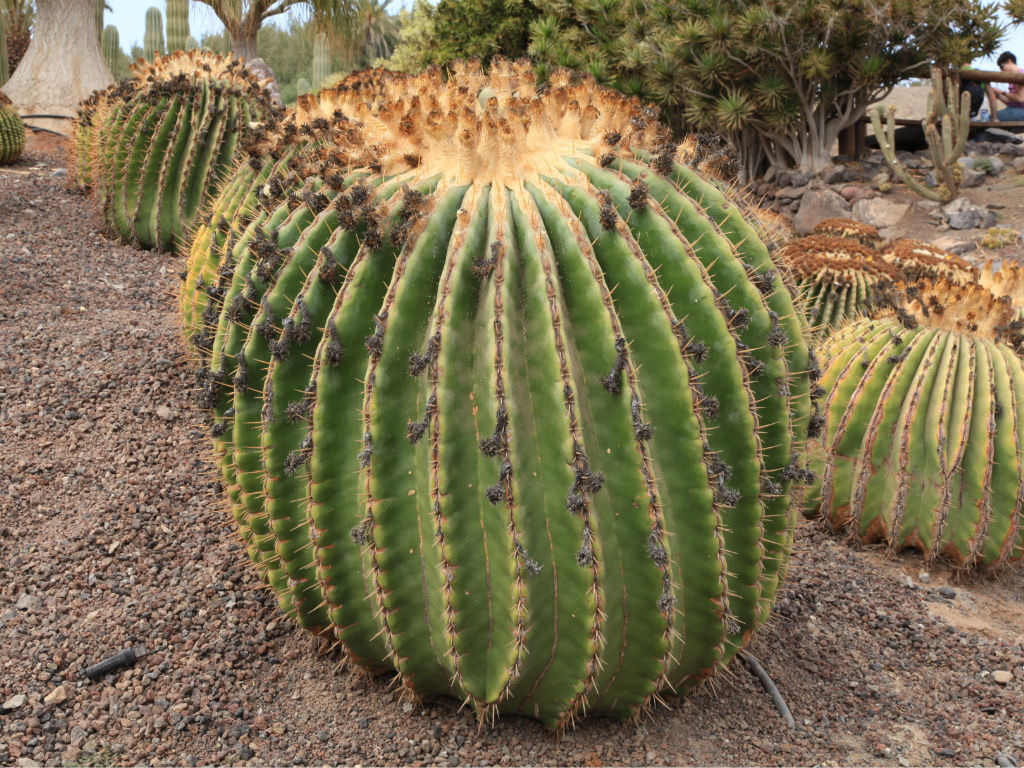 Echinocactus platyacanthus (Giant Barrel Cactus) | World ...