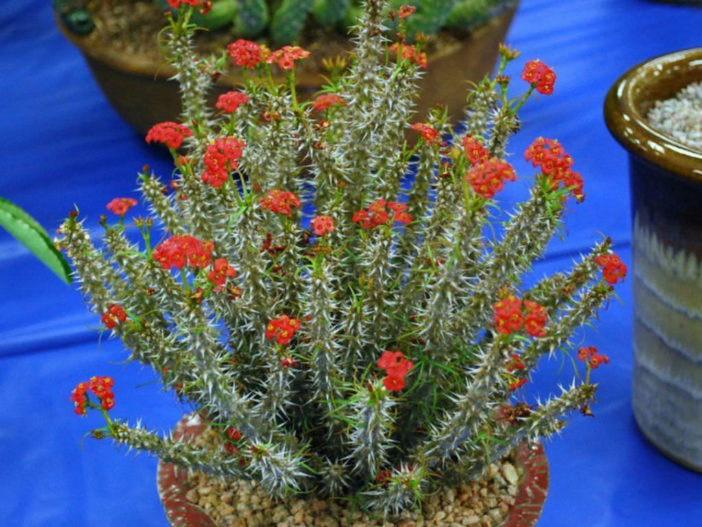 Euphorbia gottlebei