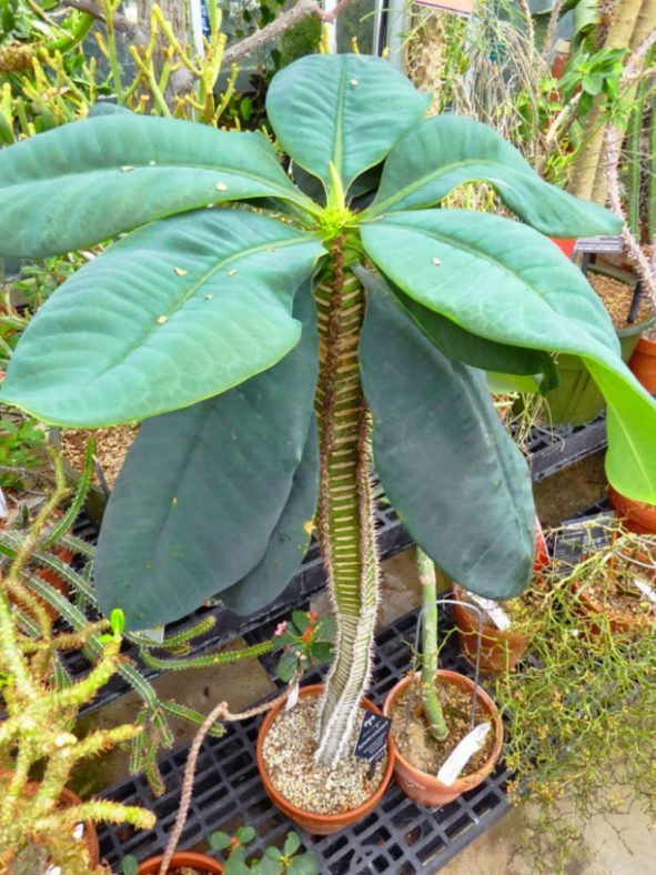 Euphorbia neohumbertii