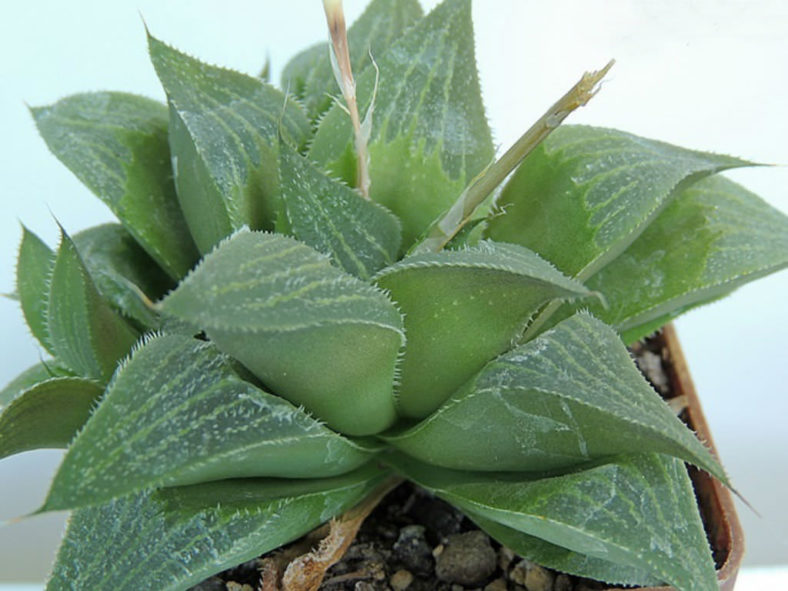 Haworthia magnifica