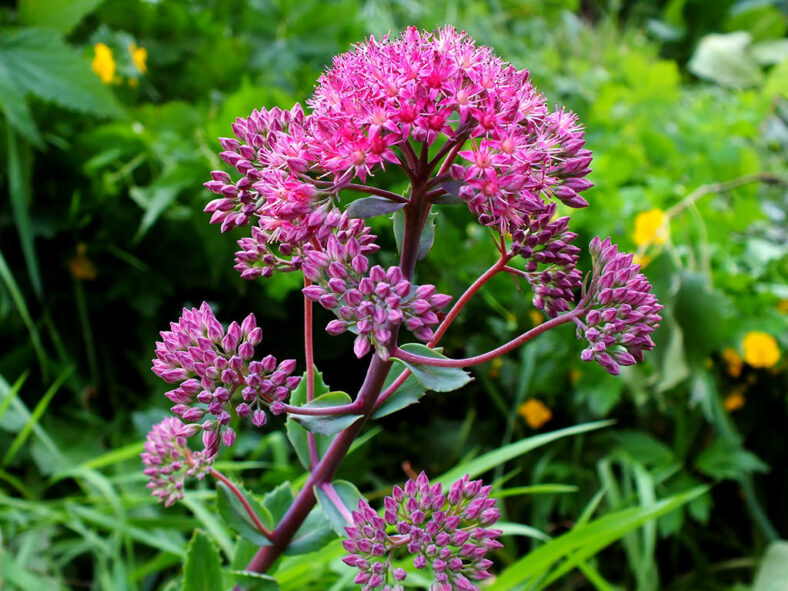 Hylotelephium telephium, commonly known as Orpine. Clusters of flowers and buds.