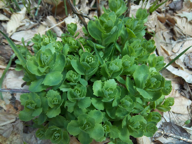 Hylotelephium telephium, commonly known as Orpine. New growth.
