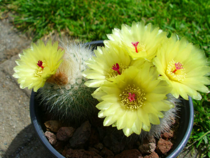 parodia-scopa-silver-ball-cactus-world-of-succulents