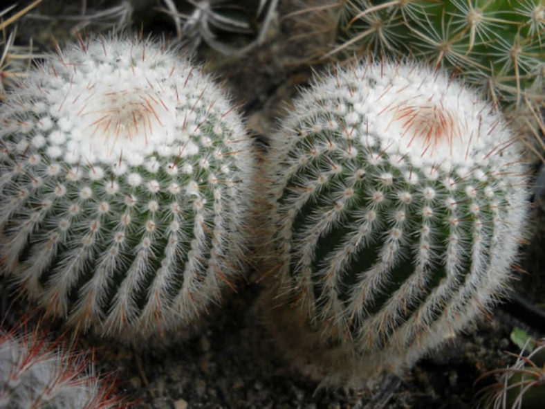 Parodia scopa - Silver Ball Cactus