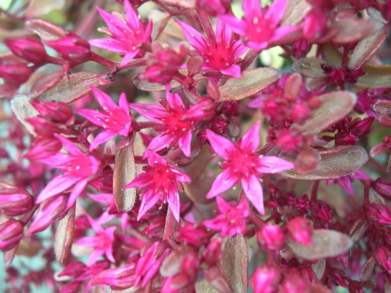 Phedimus spurius 'Voodoo' (Voodoo Stonecrop) aka Sedum spurium 'Voodoo'