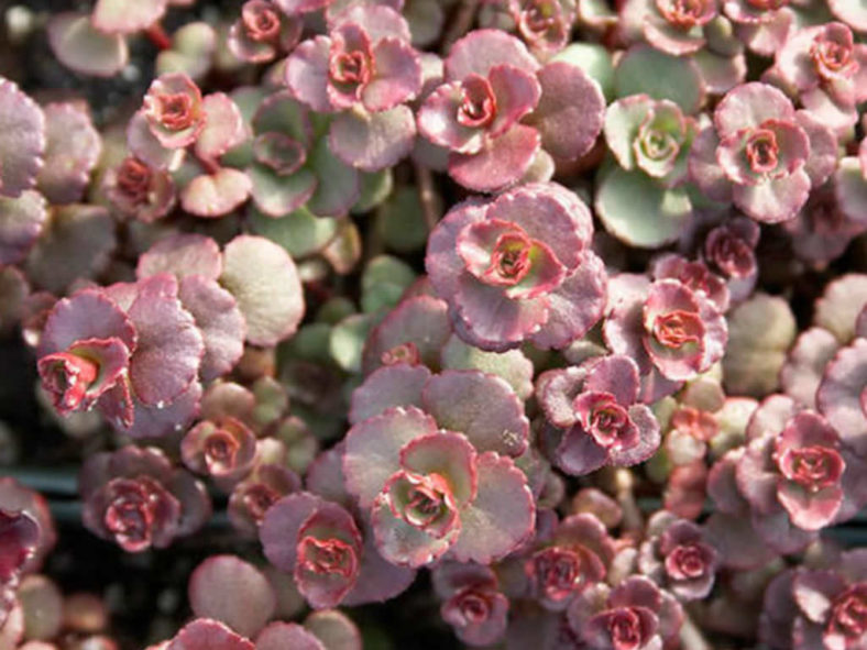 Phedimus spurius 'Voodoo' (Voodoo Stonecrop) aka Sedum spurium 'Voodoo'