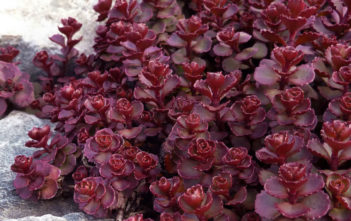 Phedimus spurius 'Voodoo' (Voodoo Stonecrop) Phedimus spurius 'Voodoo' (Voodoo Stonecrop) aka Sedum spurium 'Voodoo'