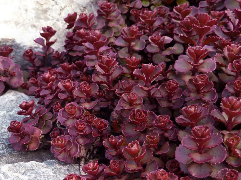 Phedimus spurius 'Voodoo' (Voodoo Stonecrop) aka Sedum spurium 'Voodoo'